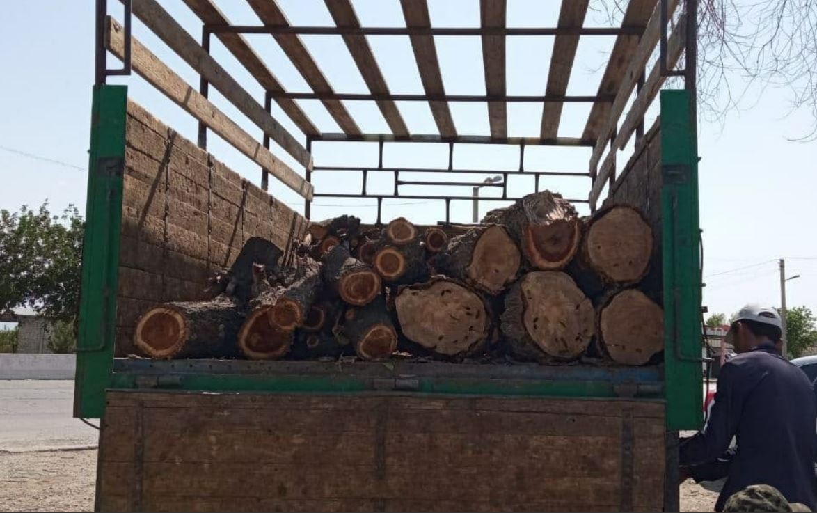 Житель Джизакской области незаконно срубил дерево и нанес ущерб природе на 51 млн сумов