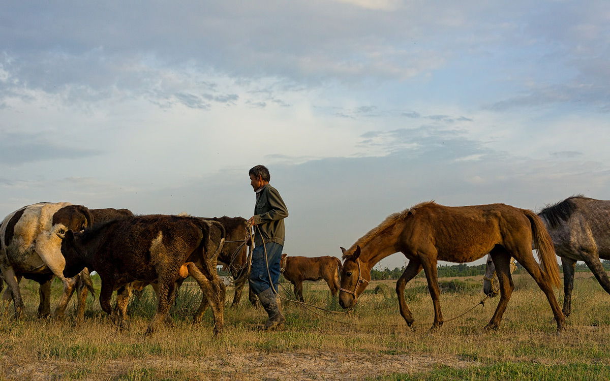 Узбекистанца держали год в трудовом рабстве на территории Казахстана