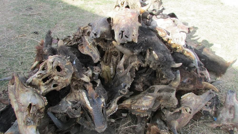 В Каракалпакстане найдено кладбище ослов - видео