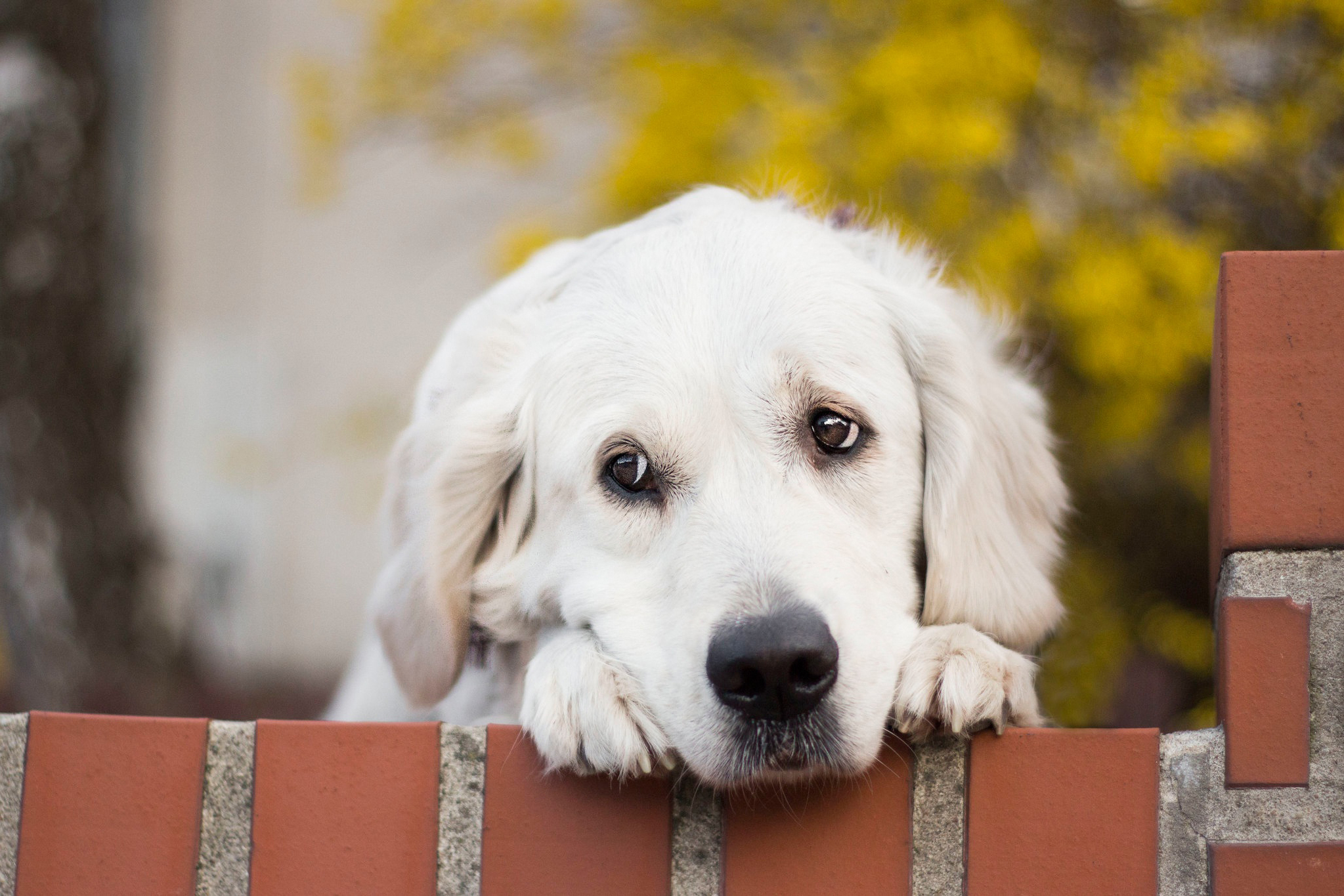 В США вступил в силу запрет на ввоз собак из 113 стран мира, в том числе Узбекистана