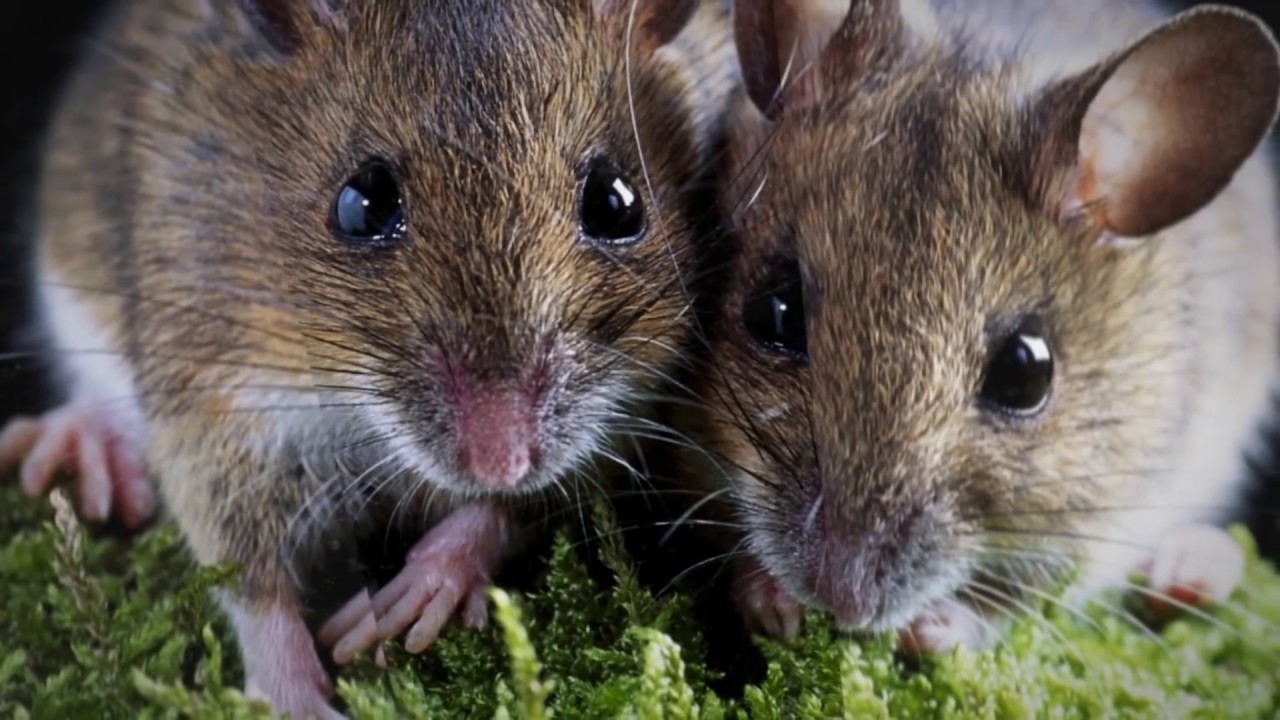 В России опровергли гипотезу о том, что омикрон-штамм мутировал в мышах