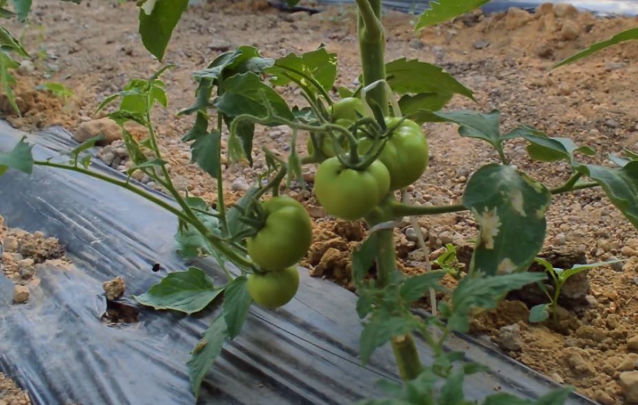 Узбекские ученые вывели новый сорт помидора