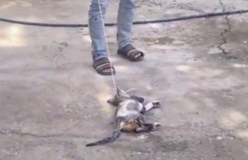 В Узбекистане подросток накинул петлю на шею кота, проволочив его по земле — видео (18+)