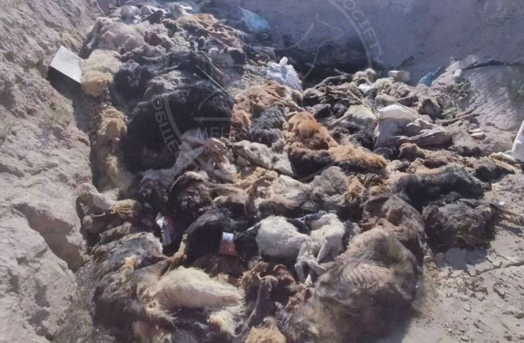 В окрестностях Нукуса обнаружили более 100 убитых собак и кошек 