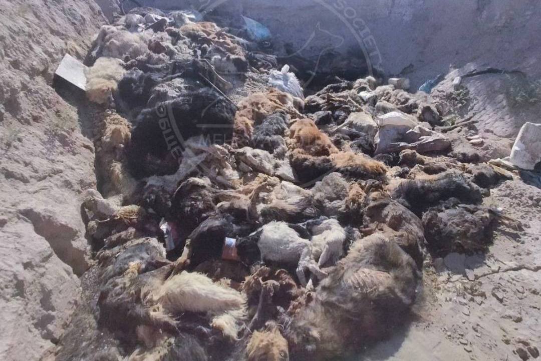 В прокуратуре Каракалпакстана заявили, что нашли тела только шести собак вместо сотни
