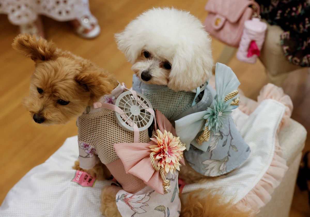 В Японии создали костюмы с вентиляторами для животных