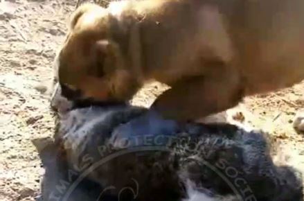 В Узбекистане граждане бросили связанного кота на растерзание псу — видео (18+)