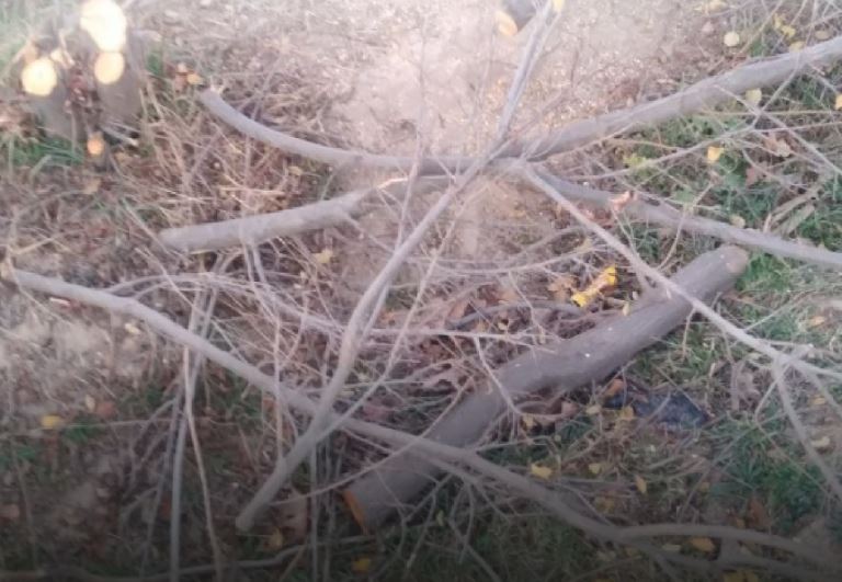 В Кашкадарье помощник хокима незаконно срубил кустарники и деревья