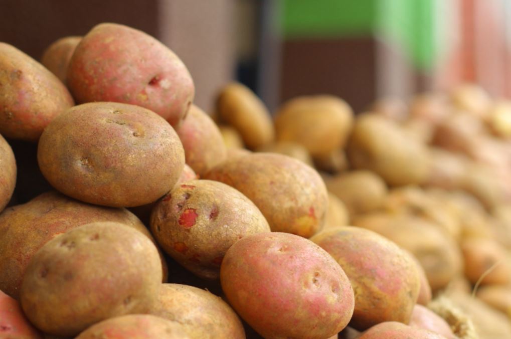 Узбекским фермерам бесплатно раздадут семена элитной картошки