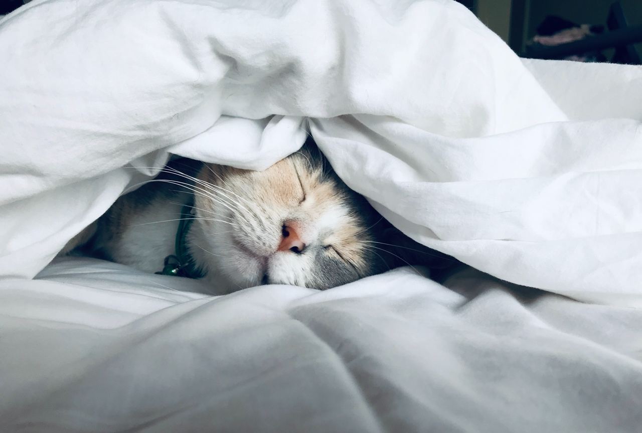 Ученые назвали идеальную температуру под одеялом для хорошего сна