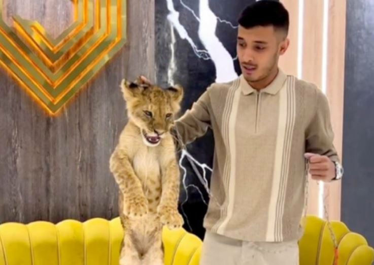 В Ташкенте парень использовал львенка и крокодила для рекламы магазина — видео