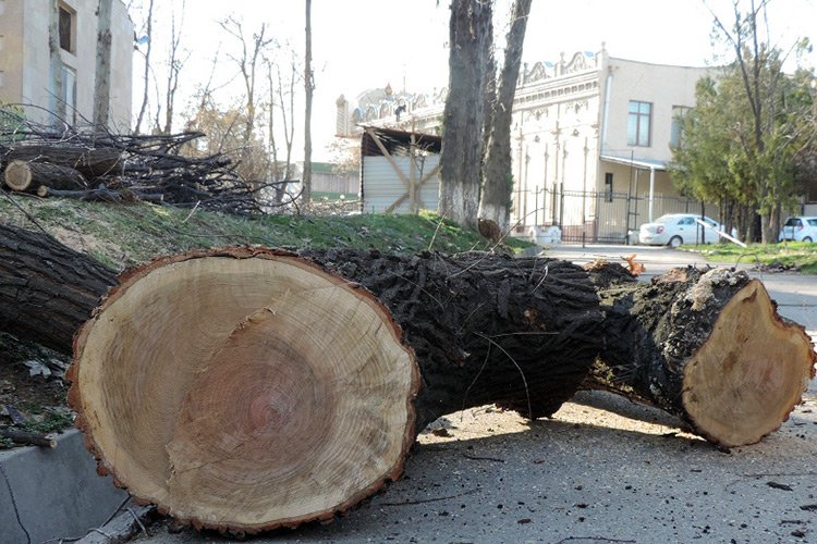За прошедший год узбекистанцы срубили тысячи деревьев на сумму 15 миллиардов сумов 