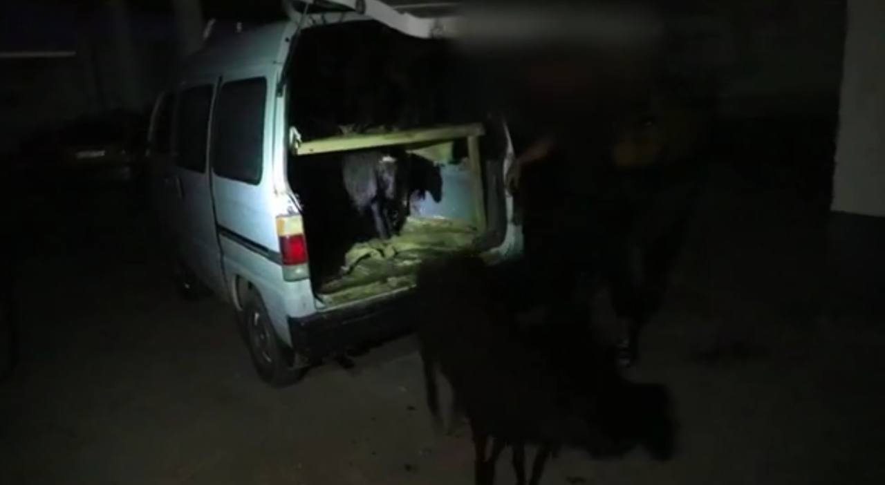 В Навои поймали водителя с 29 баранами в Damas — видео