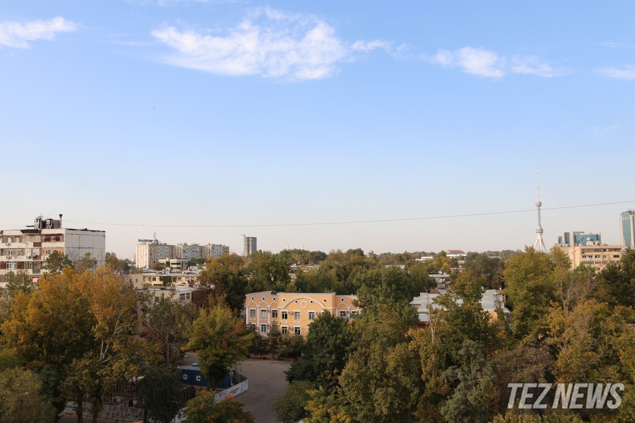В Ташкенте могут запретить продажу земель с многолетними деревьями