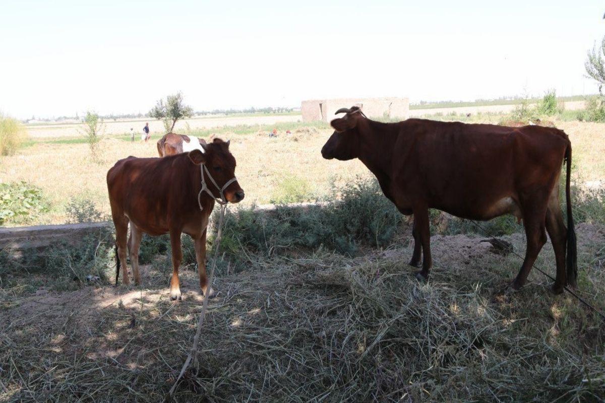 В Узбекистане объявили месяц санитарии и гигиены в животноводстве из-за угрозы распространения ящура