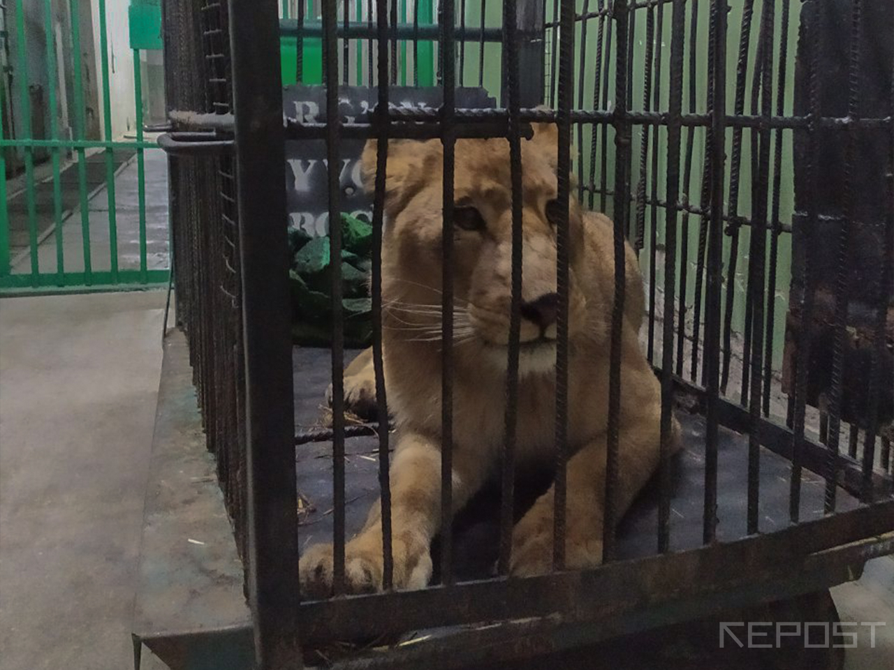 Mehr va oqibat совместно с Госкомэкологией и Ташкентским зоопарком спасли животных из Навои