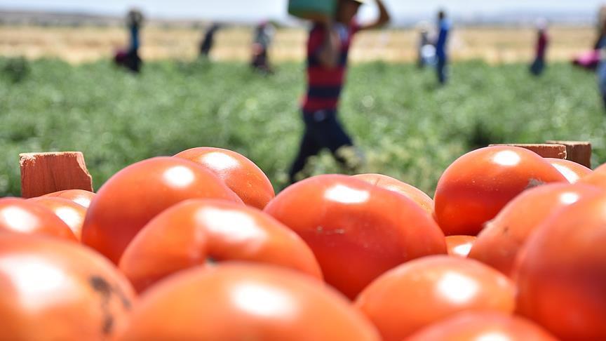 Узбекистан запретил ввоз томатов и перца из Турции из-за обнаруженного в них вируса 