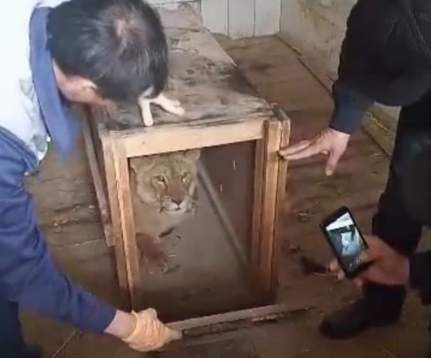 Самаркандского львенка привезли в Ташкентский зоопарк