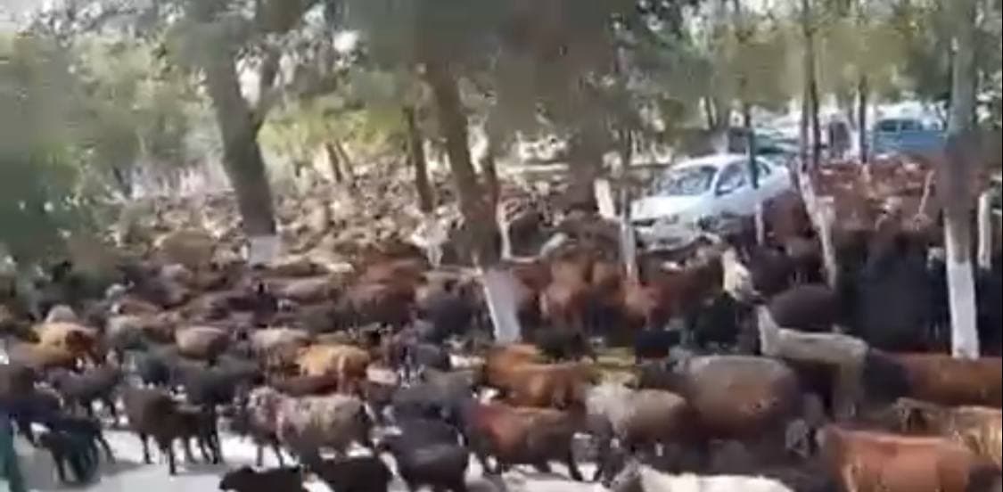 Недовольные граждане Самаркандской области  пригнали стадо овец к зданию районного хокимията