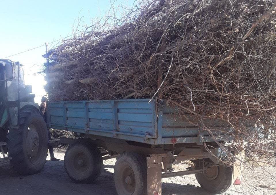 В Каракалпакстане незаконно выкопали деревья, внедренные в государственный заповедник