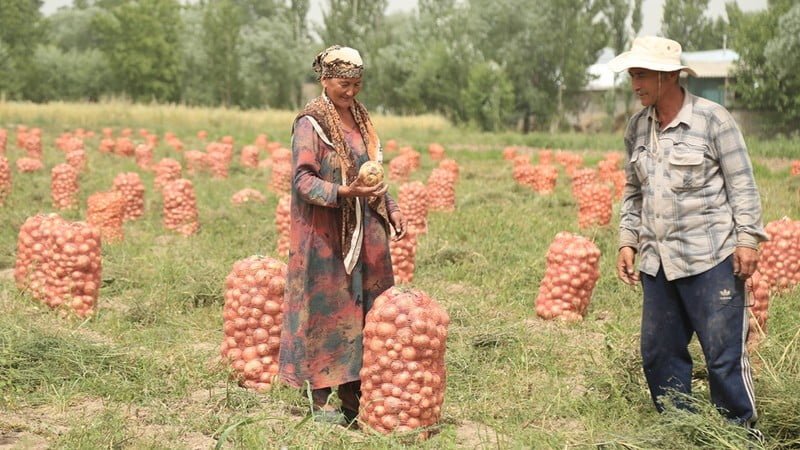 Правительство Узбекистана внедрит новую систему развития плодоовощной отрасли