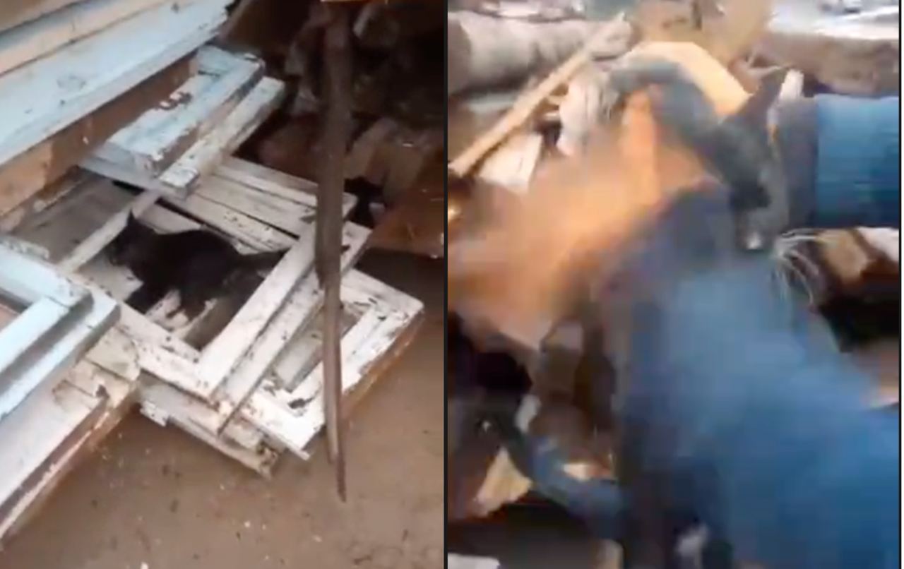 Избиение кошки и обезглавленная собака — тиктокер из Узбекистана издевается над животными на камеру