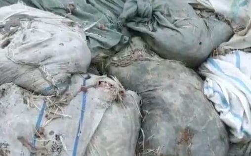 Под Ташкентом неизвестные выбросили почти 2 тонны туш мертвых кур — видео