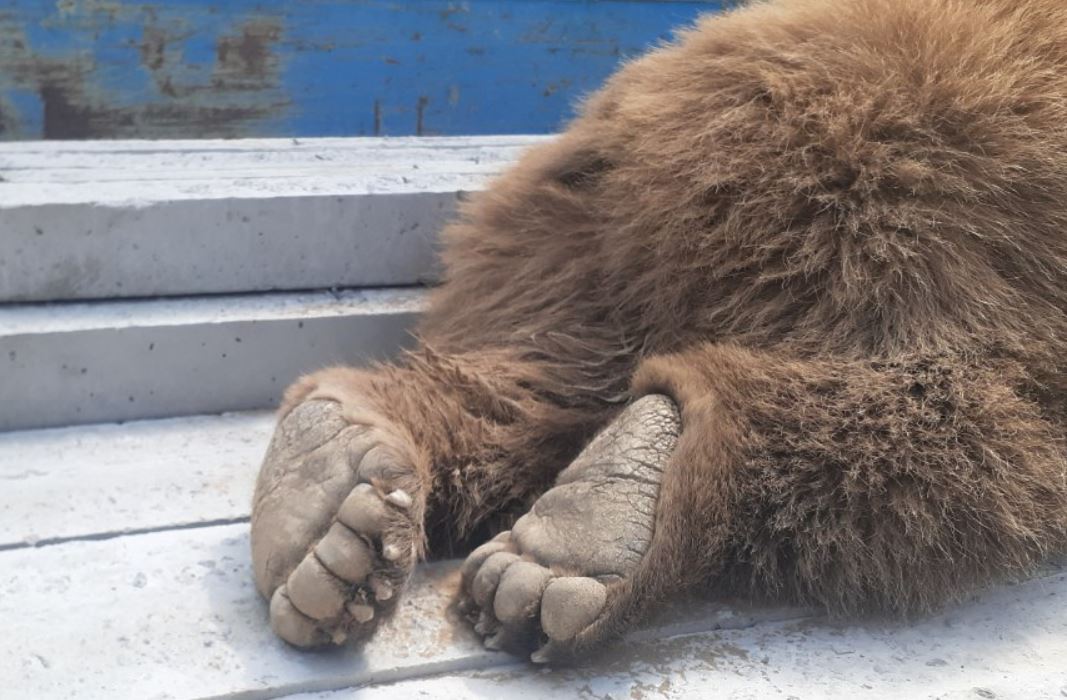 Охотник застрелил медведя, которого вчера пытались переехать машиной (видео)
