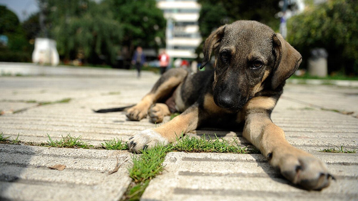 Областных ветеринаров обучат стерилизации бездомных животных в частных клиниках Ташкента 