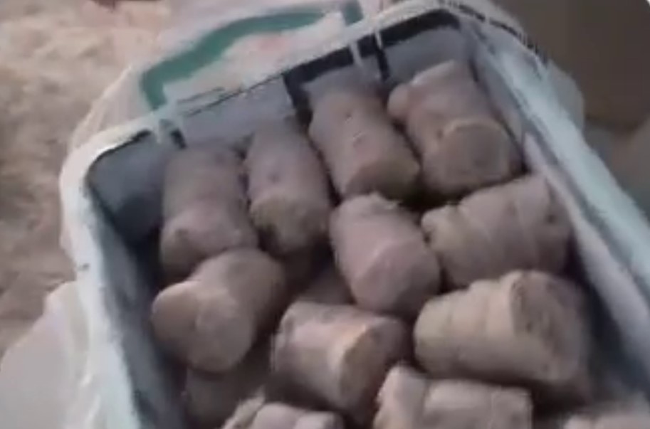 В Намангане опять начали травить уличных собак — видео