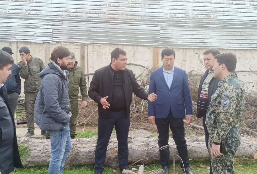 Возбуждено уголовное дело по факту незаконной вырубки деревьев в Ташкенте 