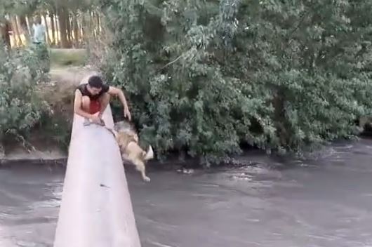 В Узбекистане тиктокеры ради хайпа сбросили собаку в канал с сильным течением (видео)