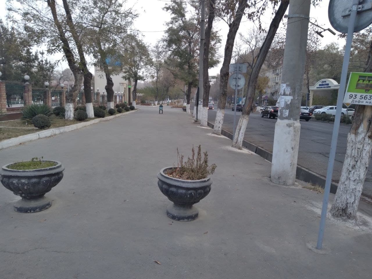 В Ташкенте городские службы забетонировали деревья на Чиланзаре 