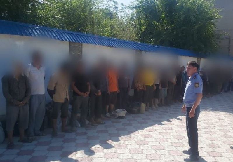 Из Казахстана депортировали более 30 узбекистанцев за незаконную добычу растения