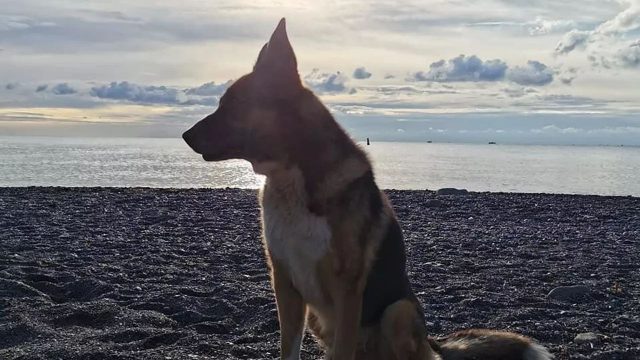 В Ялте поставят памятник псу, который ждал хозяина 12 лет