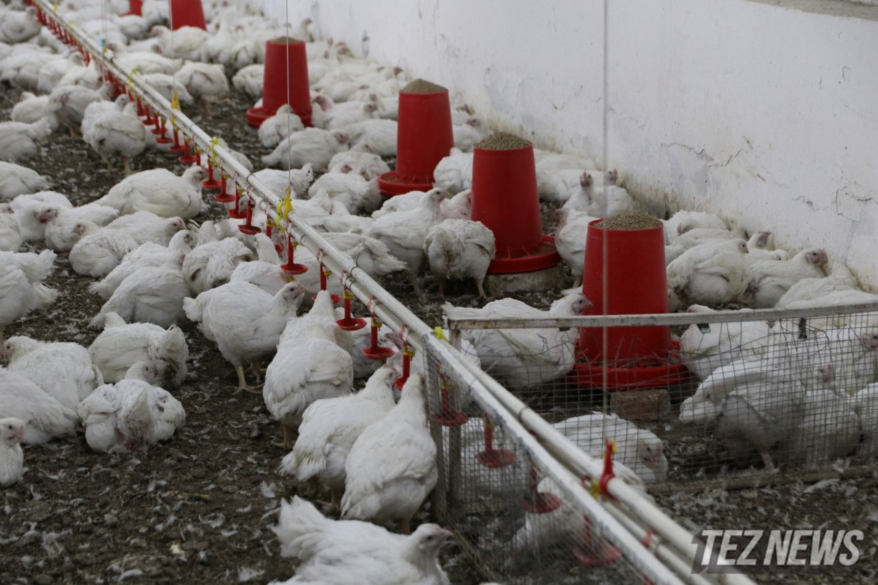 В Узбекистане птицефабрикам выделят кредиты на сотни миллиардов сумов для закупки корма