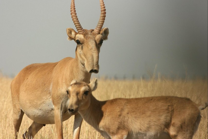 Двоих узбекистанцев обвинили в незаконной охоте на исчезающий вид антилоп в Астрахани