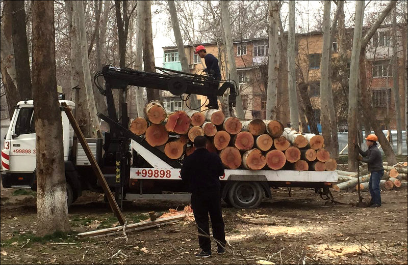 Хоким Ташкента пообещал разобраться с незаконной вырубкой деревьев за три дня