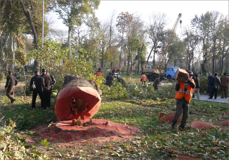  Хокимият Ташкента усилит защиту деревьев