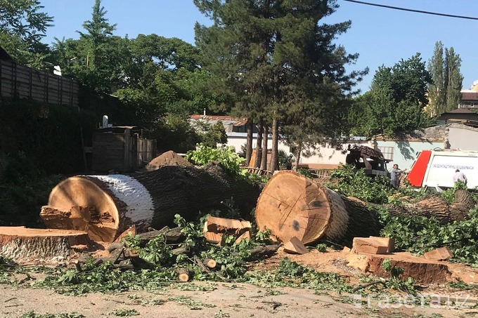 Озвучен способ борьбы с массовой вырубкой деревьев в Узбекистане