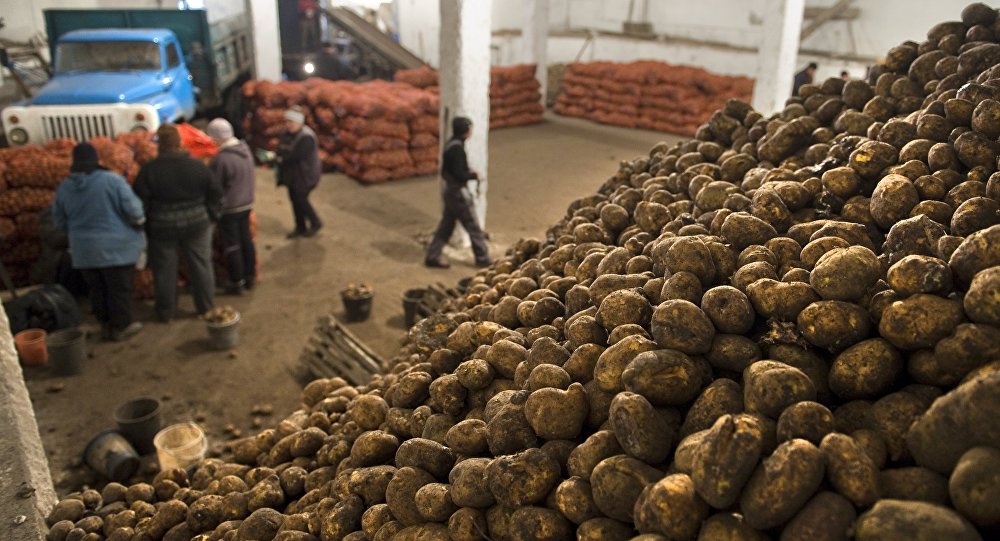 Названа причина запрета на ввоз картофеля из Кыргызстана в Узбекистан