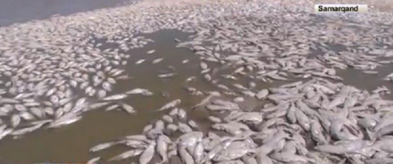 Резкий спуск воды в Самаркандском водохранилище убил 300 тонн рыбы