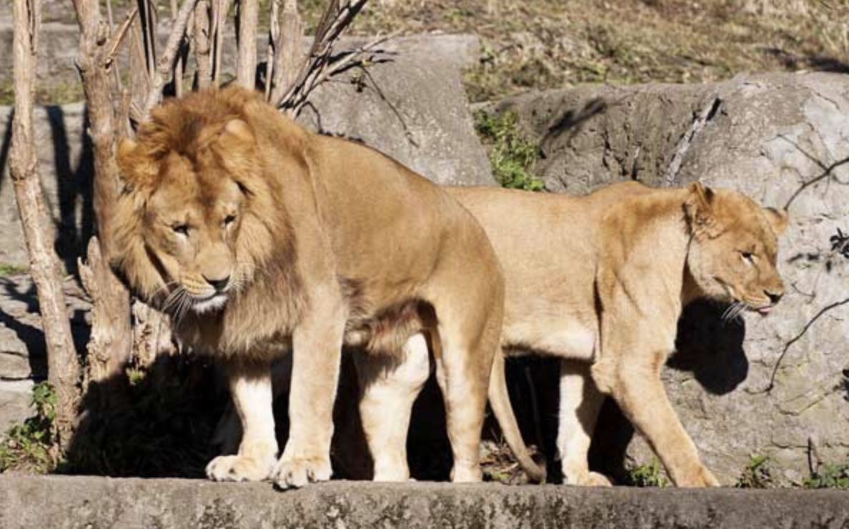 В Андижанском зоопарке львы насмерть растерзали вошедшего в клетку охранника 