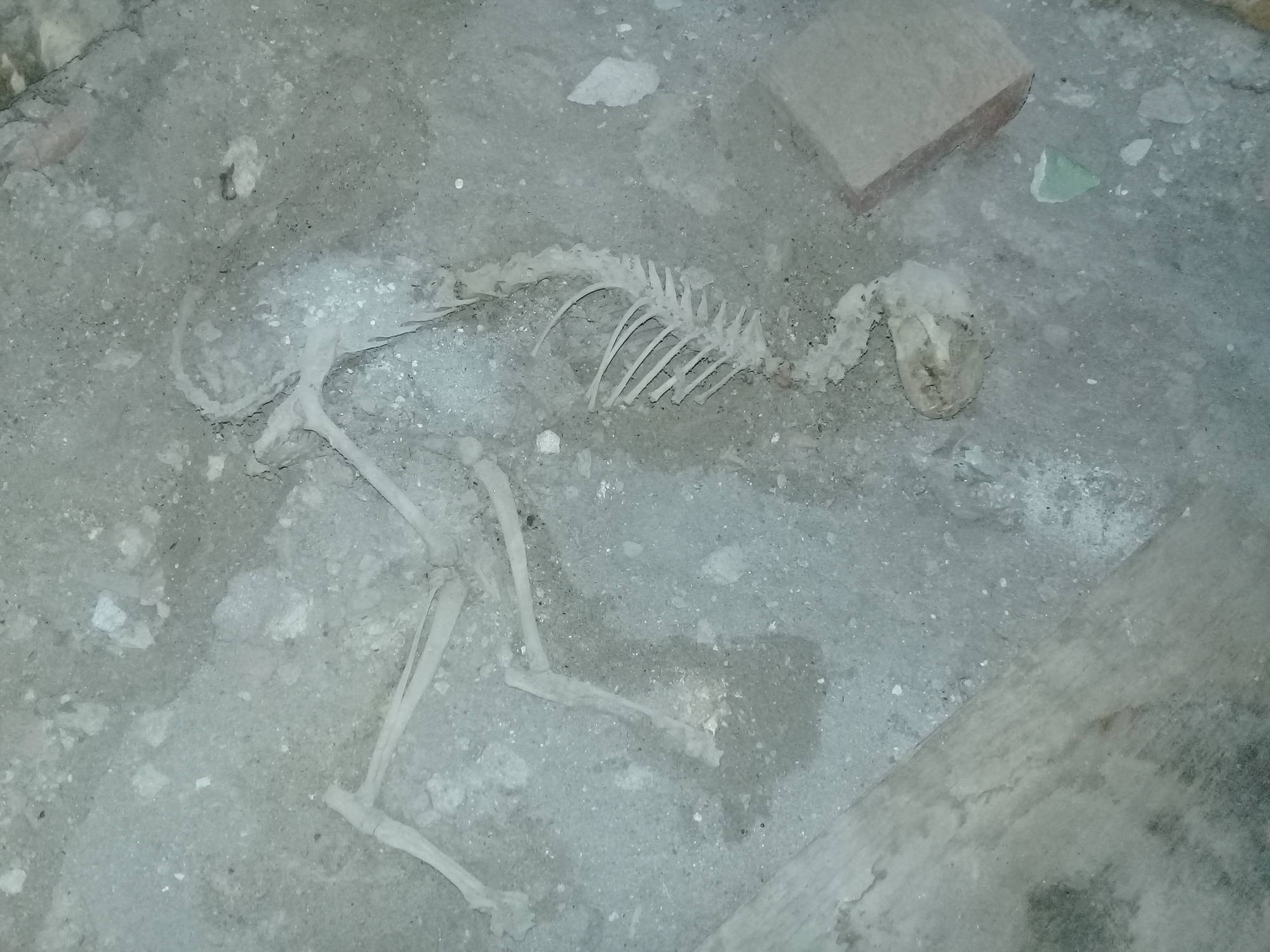 В Ферганской области нашли останки динозавра 