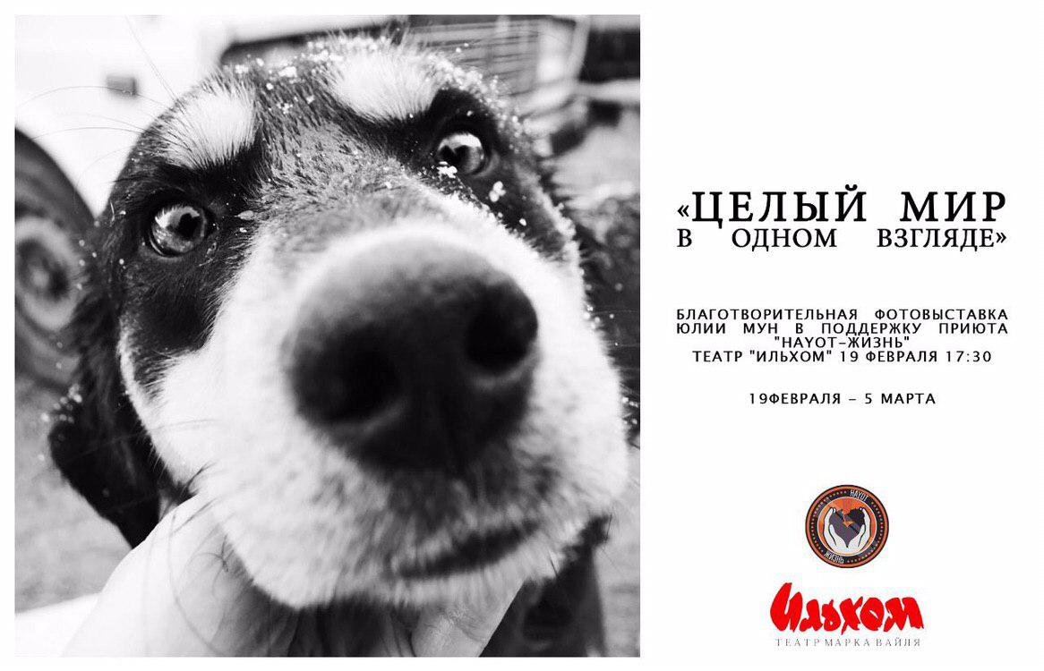В Ташкенте пройдет благотворительная фотовыставка в поддержку первого официального приюта для животных Hayot