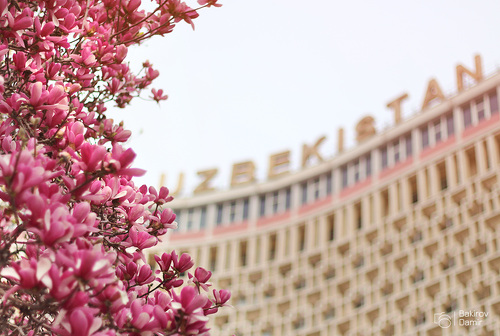 Ташкент засадят к весне