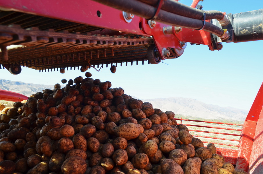 В Узбекистане отметят первый Международный день картофеля 