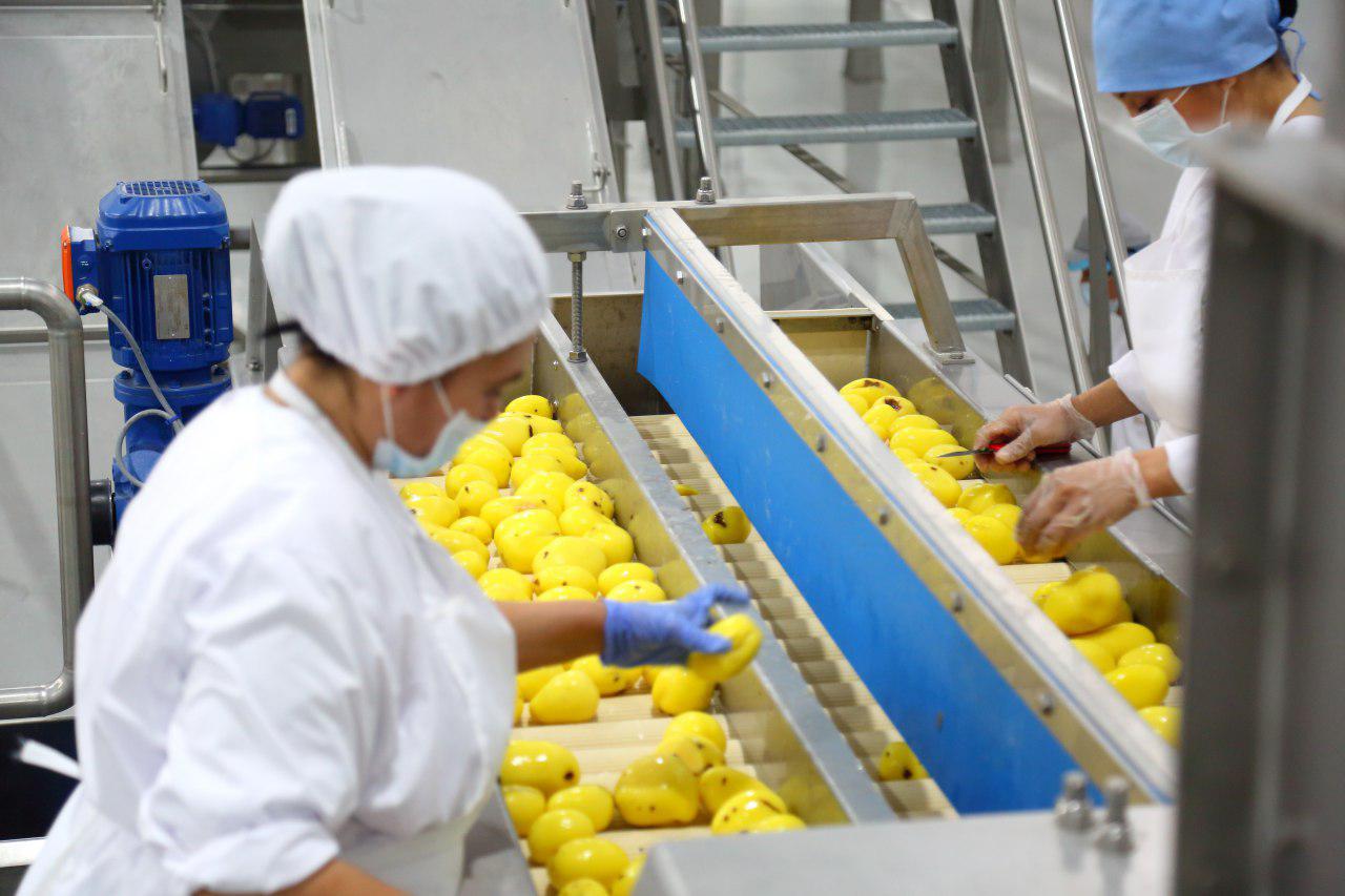 «French Fries»: что нужно знать о первом в Узбекистане заводе по переработке и консервированию картофеля 
