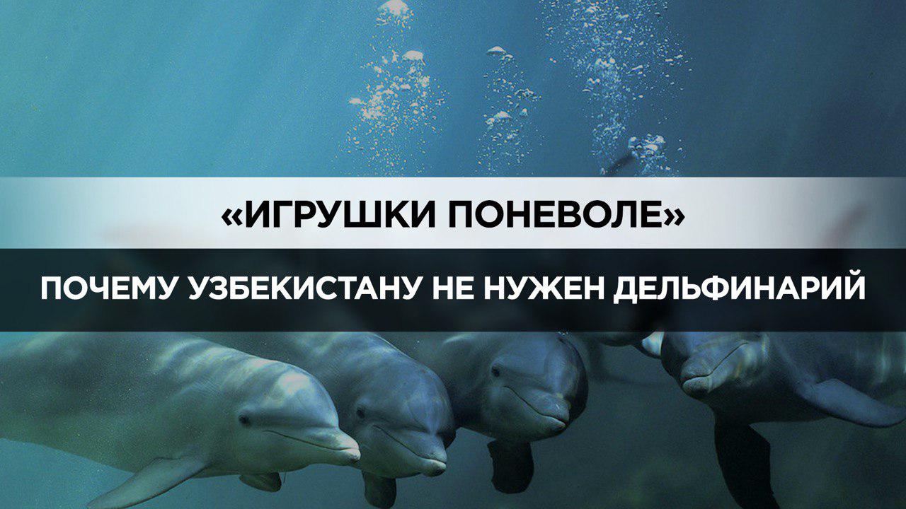 Нужен ли Узбекистану дельфинарий – мнения 