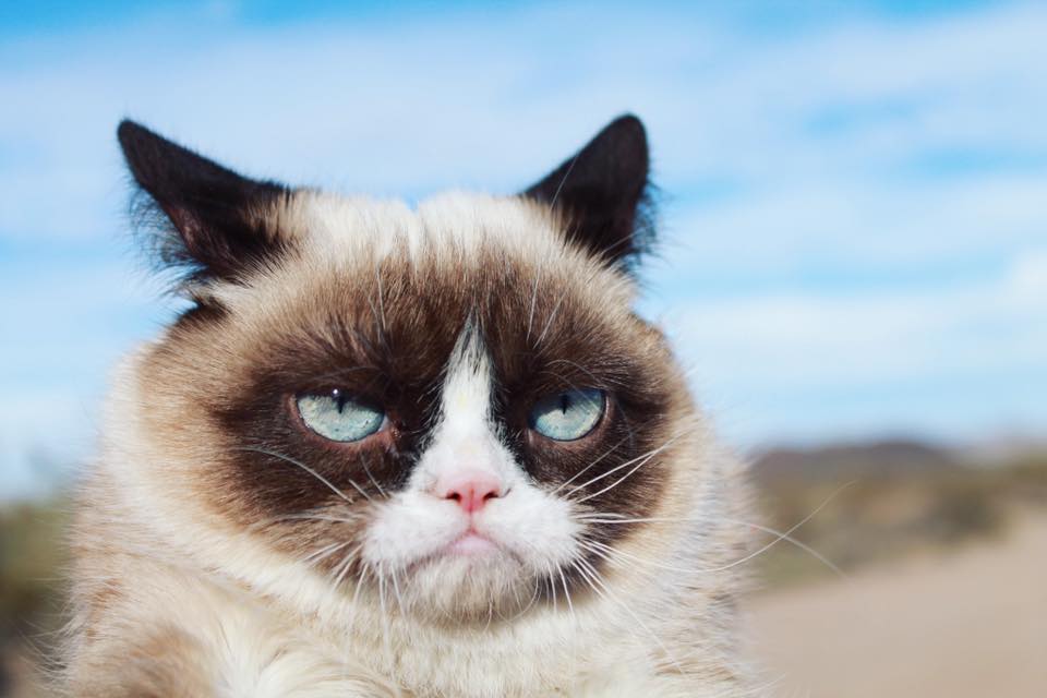 Умерла Grumpy Cat — одна из самых известных кошек интернета